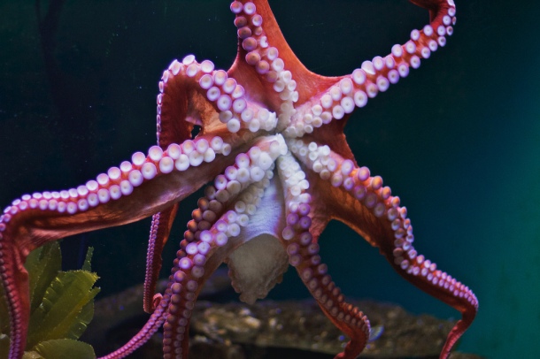 GiantPacificOctopus2